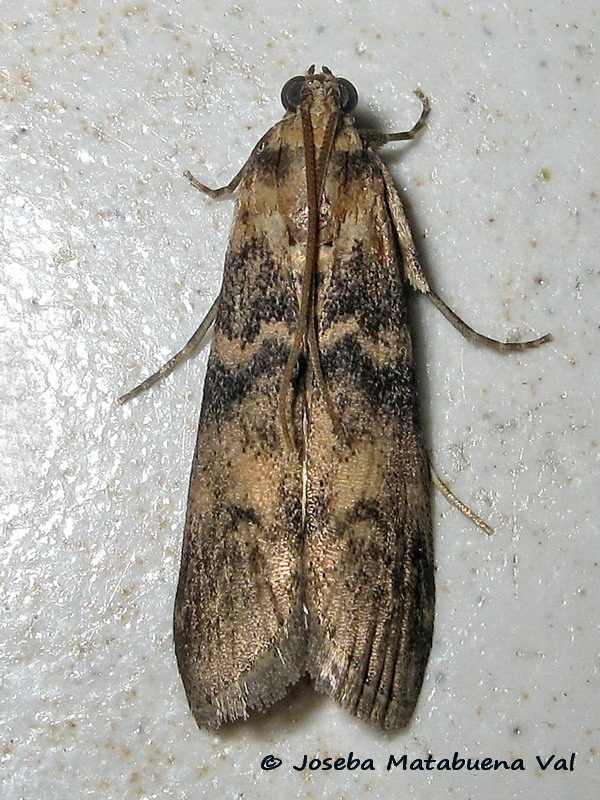 Euzophera pinguis - Pyralidae